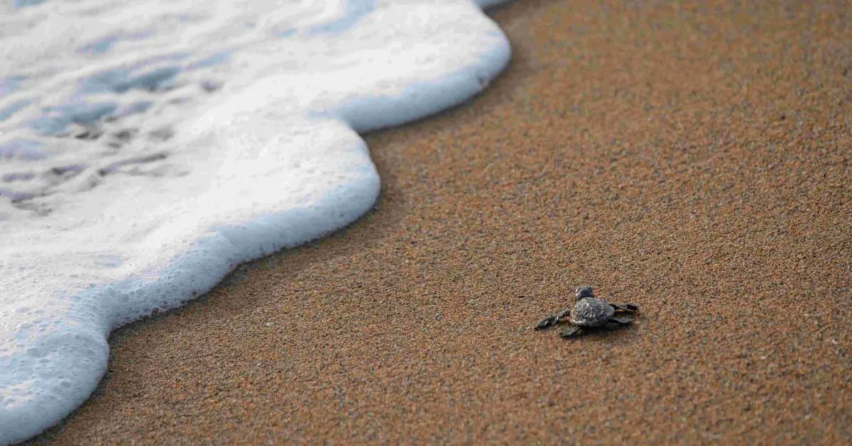 baby-turtle
