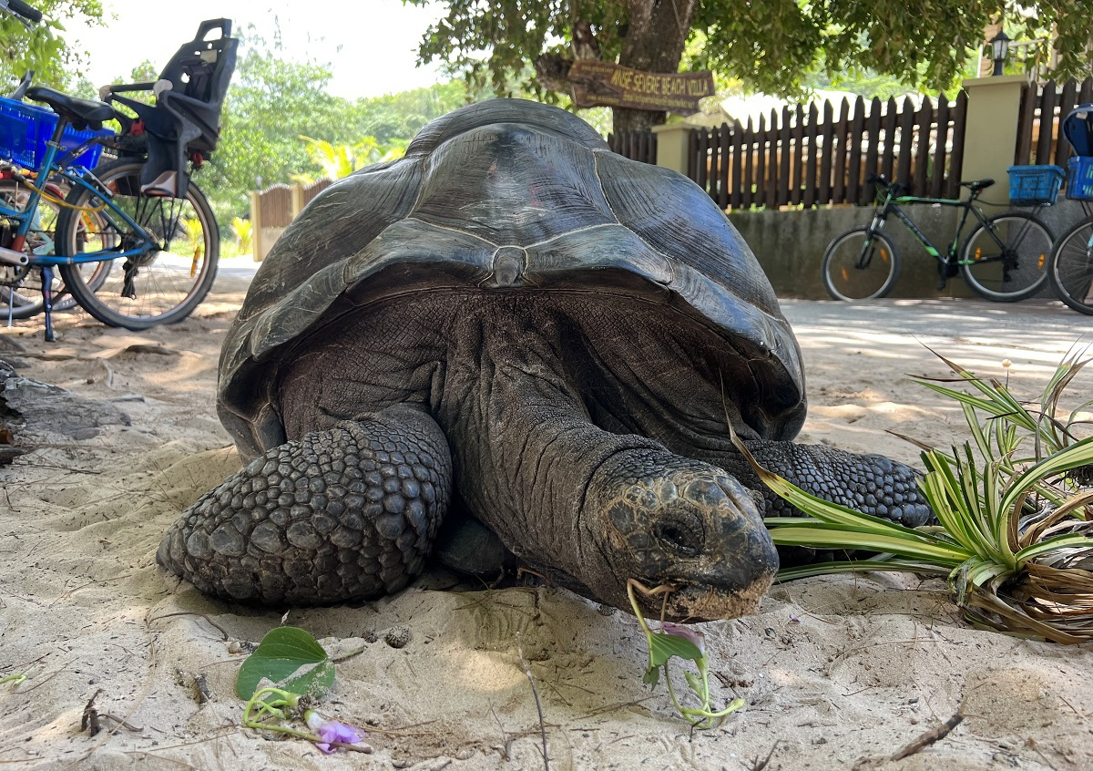 la-digue-turtle