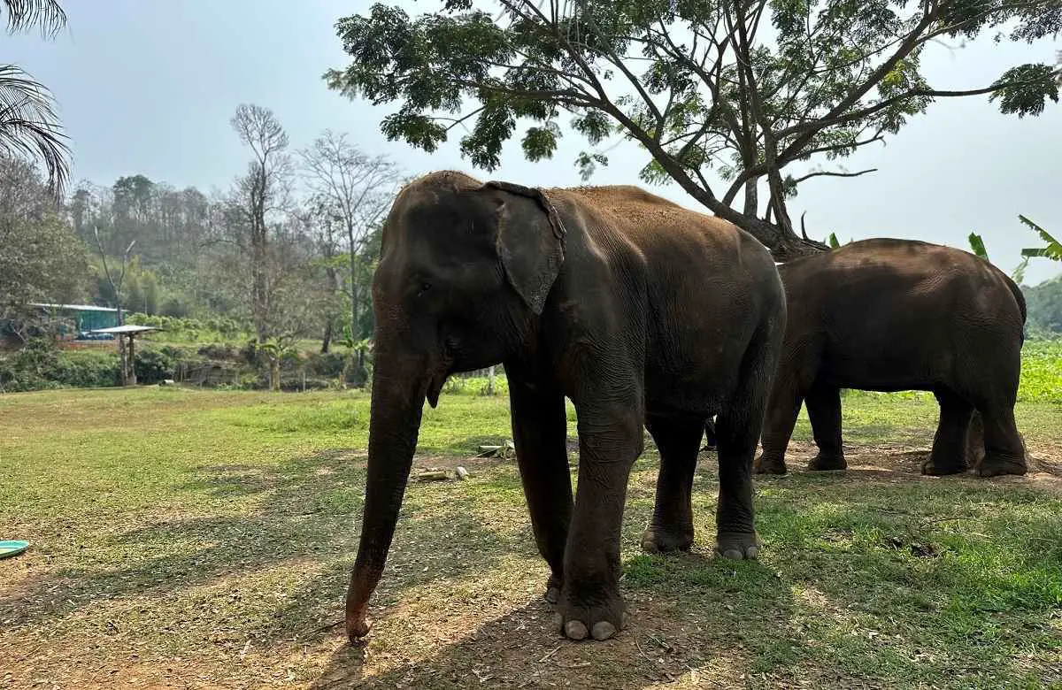 chiang-mai-elephant-rescue-park-