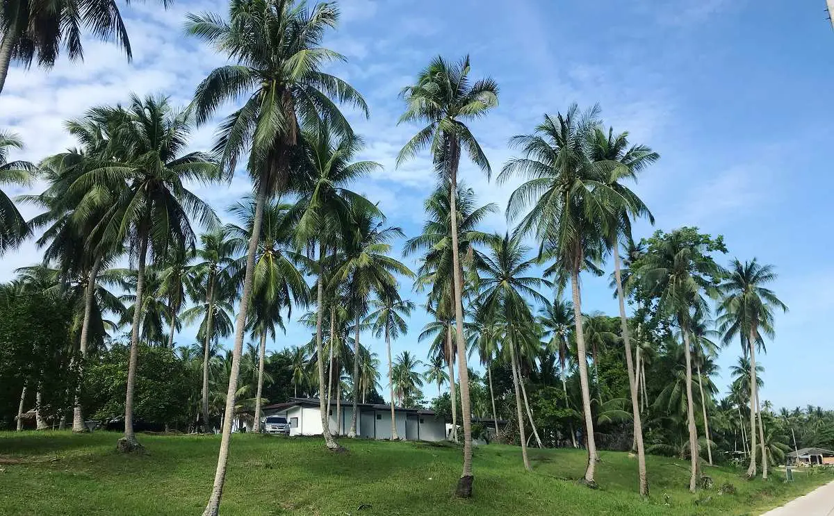 koh-phangan-palms