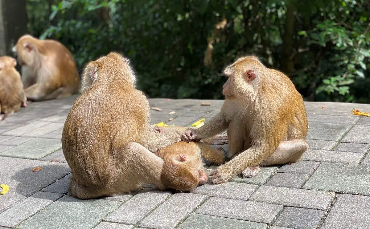 phuket-monkey-hill