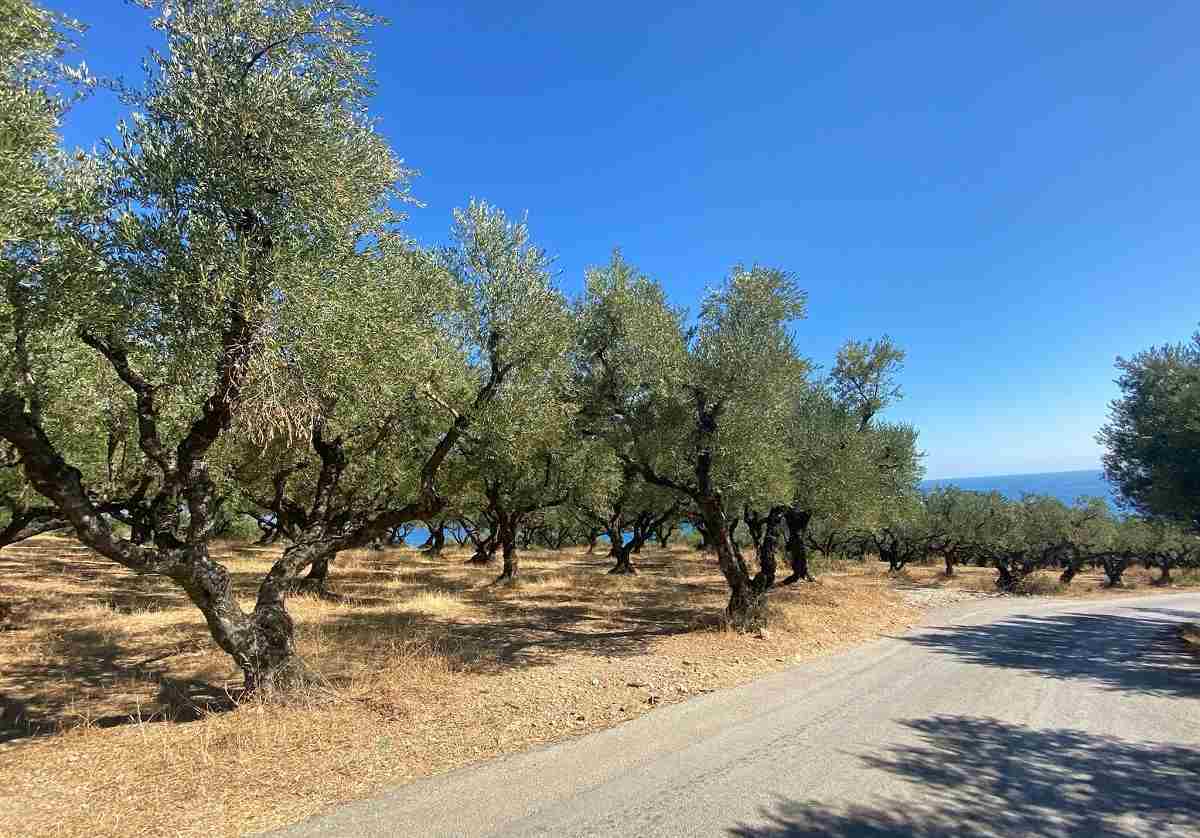 olive-trees-greece