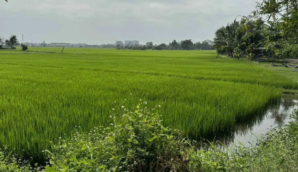 rice-fields-hoi-an