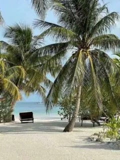 holbox guide vegan