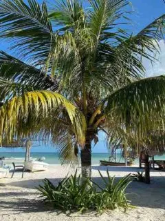 beach holbox travel