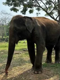 elephant thailand